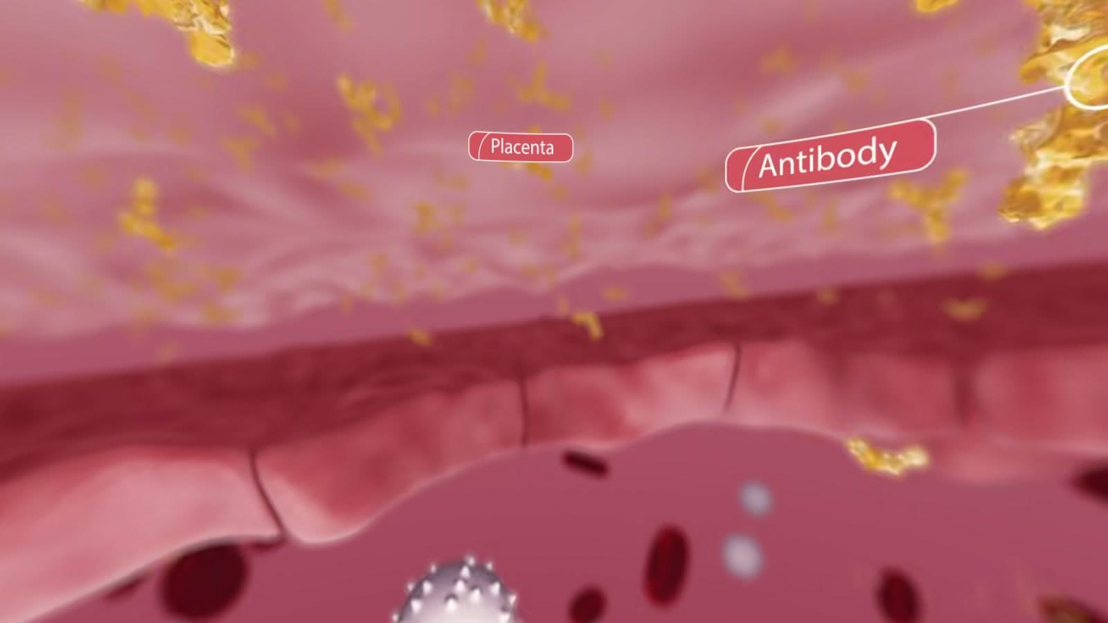 Medical CGI from the Boostrix 360° production, showing a membrane and labelled antibodies.